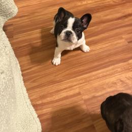 Figaro - White and brindle male French Bulldog puppy in Billings, Montana from Sugarloaf French bulldogs and Australian cattle dogs