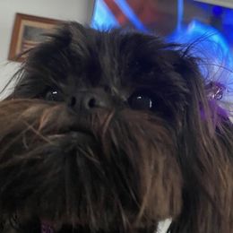 Betty - Shih Tzu