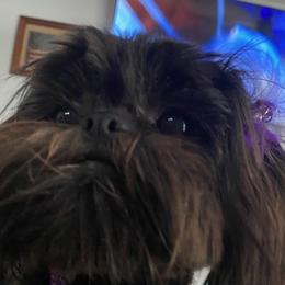 Betty - Shih Tzu