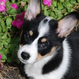 Australian Shepherds and Pembroke Welsh Corgis from Tyler Shupe's Australian Shepherds and Pembroke Welsh Corgis