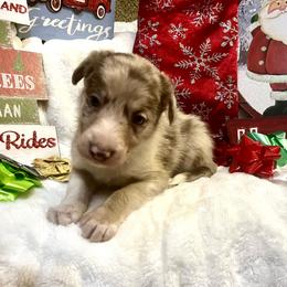 Border Collie and Jack Russell Terrier Puppies from CP FARMS BORDER COLLIES N JACKS CORP