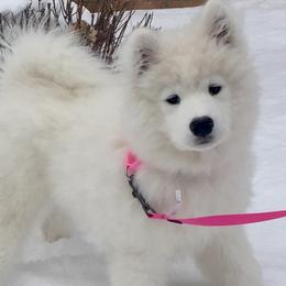 Samoyeds from Sunkaska Samoyeds