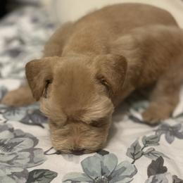 Miniature Schnauzer Puppies from Forever Schnauzers