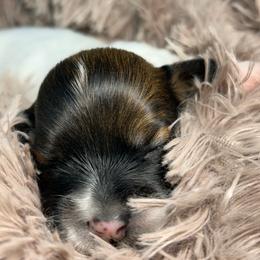 Dottie - Black and white female Havanese puppy in Hampton, Virginia from Nevin Keeney