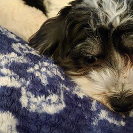 Havanese and Morkies from Weiss's Puppies