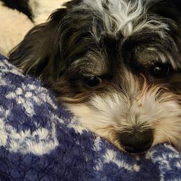 Havanese and Morkies from Weiss's Puppies