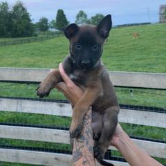 Girl 7 - Mahogany female Belgian Malinois puppy in Paris, Kentucky from Z Domu Niedzwiedzia Malinois