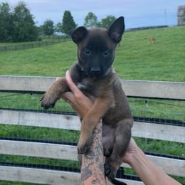 Girl 7 - Mahogany female Belgian Malinois puppy in Paris, Kentucky from Z Domu Niedzwiedzia Malinois