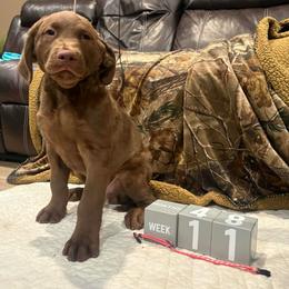 Ken - Brown male Chesapeake Bay Retriever puppy in Wisconsin Dells, Wisconsin from Kilbourn Chesapeakes