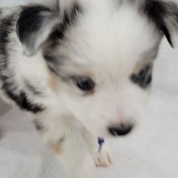 OKLAHOMA (Blue - Twin to Missouri) - Blue merle male Toy Australian Shepherd puppy in Norwood, Missouri from Looney Farm’s Toy & Mini Aussies