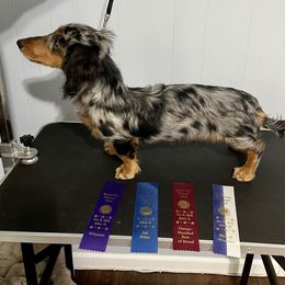 Picasso - Dachshund