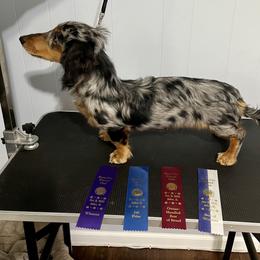 Picasso - Dachshund