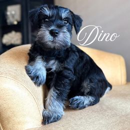 DINO AKC - Black and silver Miniature Schnauzer puppy in Victorville, California from West Coast Royal Miniature Schnauzer