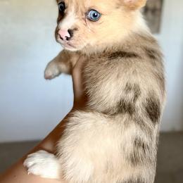 American Corgi Puppies from 5H Corgis
