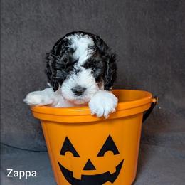 Zappa - Black and white male Cockapoo puppy in Sunset, Louisiana from Cano Cockapoos