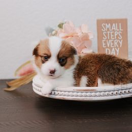 Pembroke Welsh Corgi Puppies from Red River Corgis