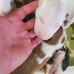 Bull Terrier Puppies from Wilkins farms
