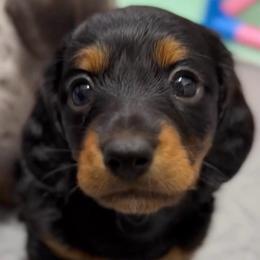 Charlie - Black and tan male Dachshund puppy in Sutherland, Virginia from Sutherland Estates Dachshunds