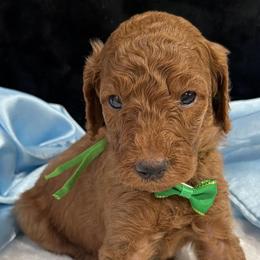 Green boy - Red  male Poodle puppy in Bowling Green, Kentucky from Ritzy Red Poodles