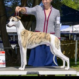 Cash - Whippet