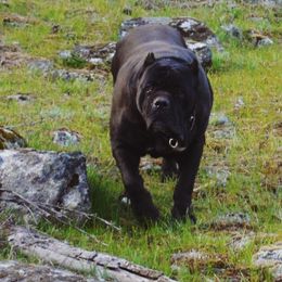 Emusha - Cane Corso