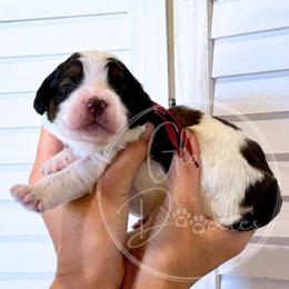 Dolly - Maroon - Brown and white female Bernedoodle puppy in Rockwall, Texas from Glory Doodles