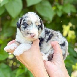 Prissy - Blue merle female Bernedoodle puppy in Bellville, Ohio from Bernedoodle Buddies