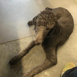 Royal - Poodle