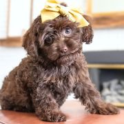 Hermoine - Brown female Double Doodle puppy in Lehi, Utah from Our Little Farm Life Doodles