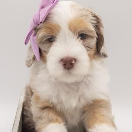 Elizabeth - Purple Collar - Merle female Bernedoodle puppy in Lehi, Utah from Our Little Farm Life Doodles