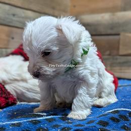 AKC green ribbon tiny tot - White male Miniature Schnauzer puppy in Greencastle, Indiana from Tiny Tushy Lodge