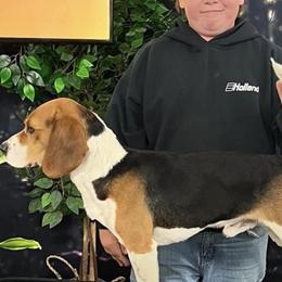 Tpost - Beagle