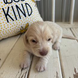 Cash - Cream male Dachshund puppy in Dobson, North Carolina from Oakleys Dachshund Haven