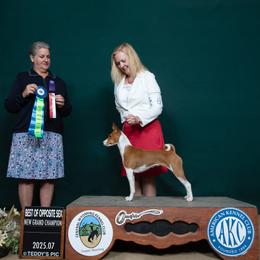 Cinnamon - Basenji