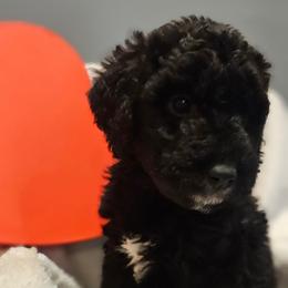 Tyler - Parti male Goldendoodle puppy in Kansas City, Missouri from Poppy's Doodles