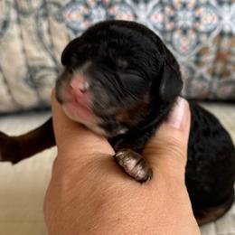 Novarre - Tri-color male Cavapoo puppy in Beckley, West Virginia from By Design Doodles
