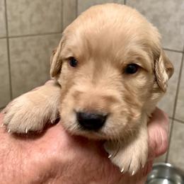 Boy 1 - Golden male Golden Retriever puppy in Bessemer City, North Carolina from Weaver Dairy Goldens