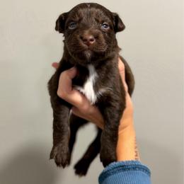 Donkey Kong - Red tri-color male Australian Shepherd puppy in Tyner, Kentucky from Lil’ Town Aussies