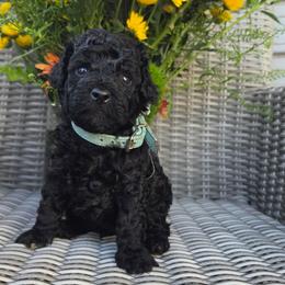 Ash (Blue Collar) - Black male Poodle puppy in Plainfield, New Jersey from Caris Paws Poodles and Labradoodles