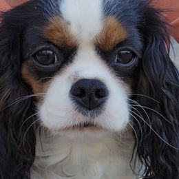 Lainey - Cavalier King Charles Spaniel