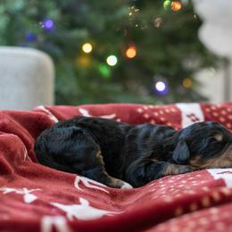 Cinderella - Phantom female Bernedoodle puppy in Eureka, Illinois from Joley Aire Family Dogs