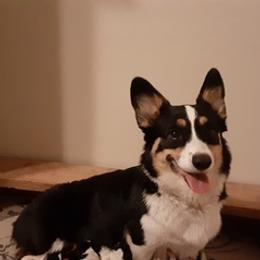 Pembroke Welsh Corgis from MJ's Corgis