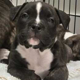 Tyraxes - Brown brindle male American Pit Bull Terrier puppy in Aurora, Colorado from BlueRose Kennel
