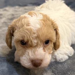 Cavapoo and Goldendoodle Puppies from Agape Southern Farms