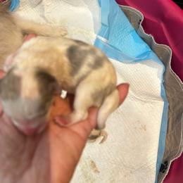 Boy 3 tiny - Silver and white male Pomsky puppy in Leesburg, Virginia from Capital Pomsky