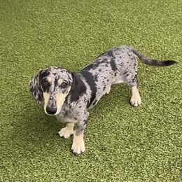 Linc - Dachshund
