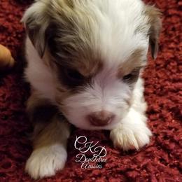 Miniature Australian Shepherd and Toy Australian Shepherd Puppies from CKD DOUBLETREE AUSSIES