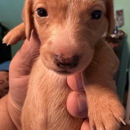 Dachshund Puppies from Witchy Woman’s Wiener’s
