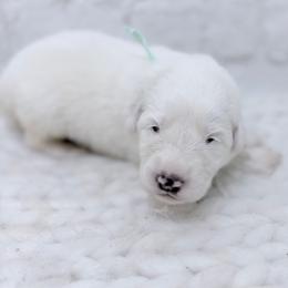 Judy - White female Great Pyrenees puppy in San Marcos, California from Faith Family Freedom Farm