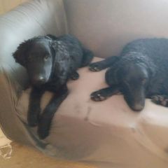 Curly-Coated Retrievers from Jollycurl Curly-Coated Retrievers